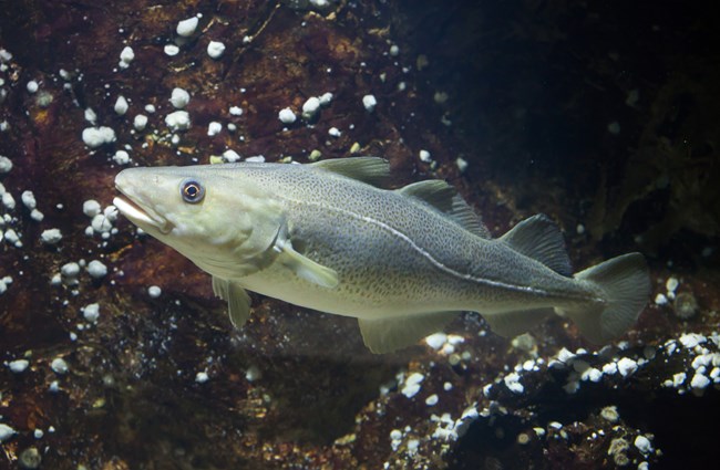 atlantic-cod